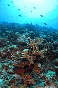 cf Acropora horrida scle-Maldives Dhidhoo beyru-22m-20240425-da-DSC_6874_tn